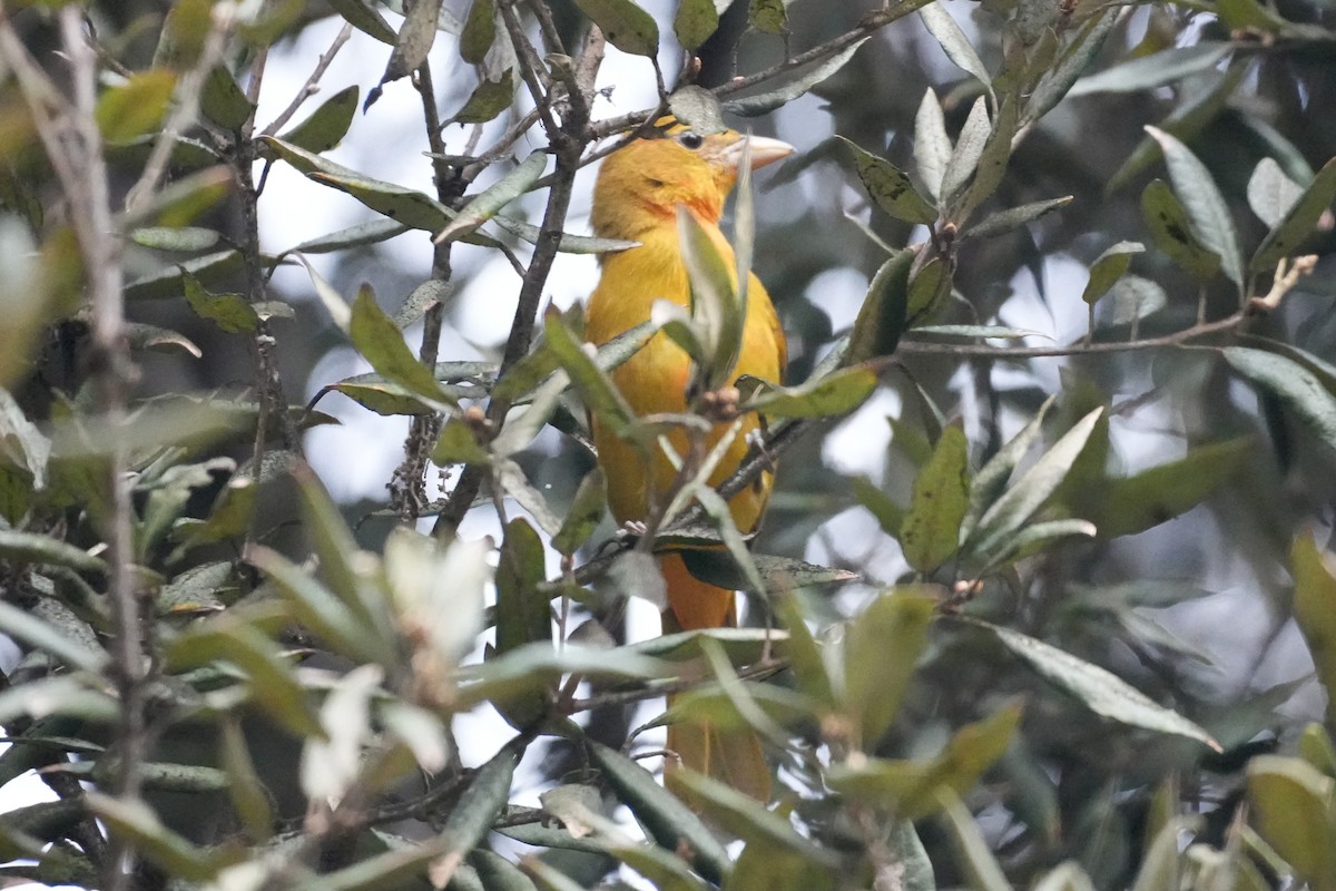 ニシフウキンチョウ - ML647115256