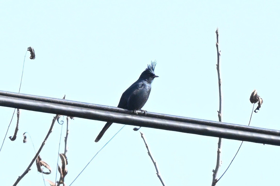 Phainopepla - ML647115258