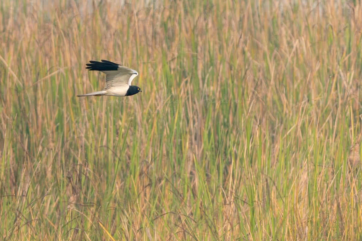 マダラチュウヒ - ML647115260