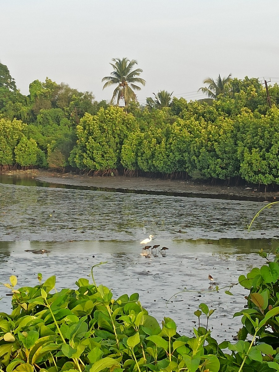 ブロンズトキ - ML647115261