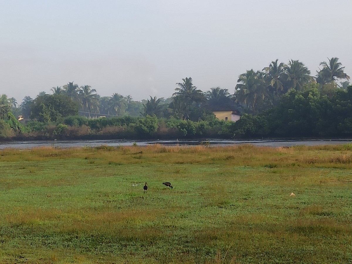 ブロンズトキ - ML647115262