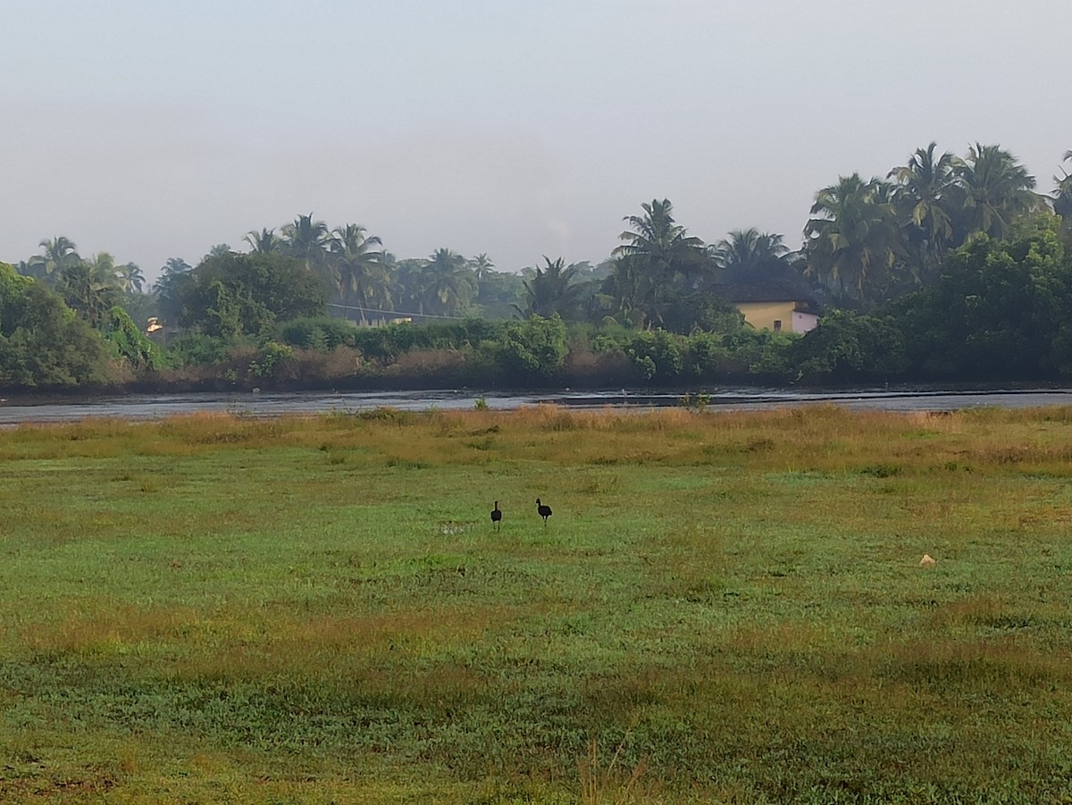 ブロンズトキ - ML647115263