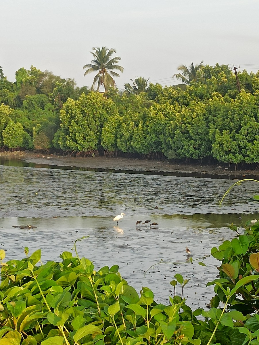 ブロンズトキ - ML647115264