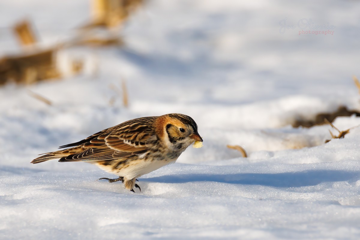 ツメナガホオジロ - ML647115265