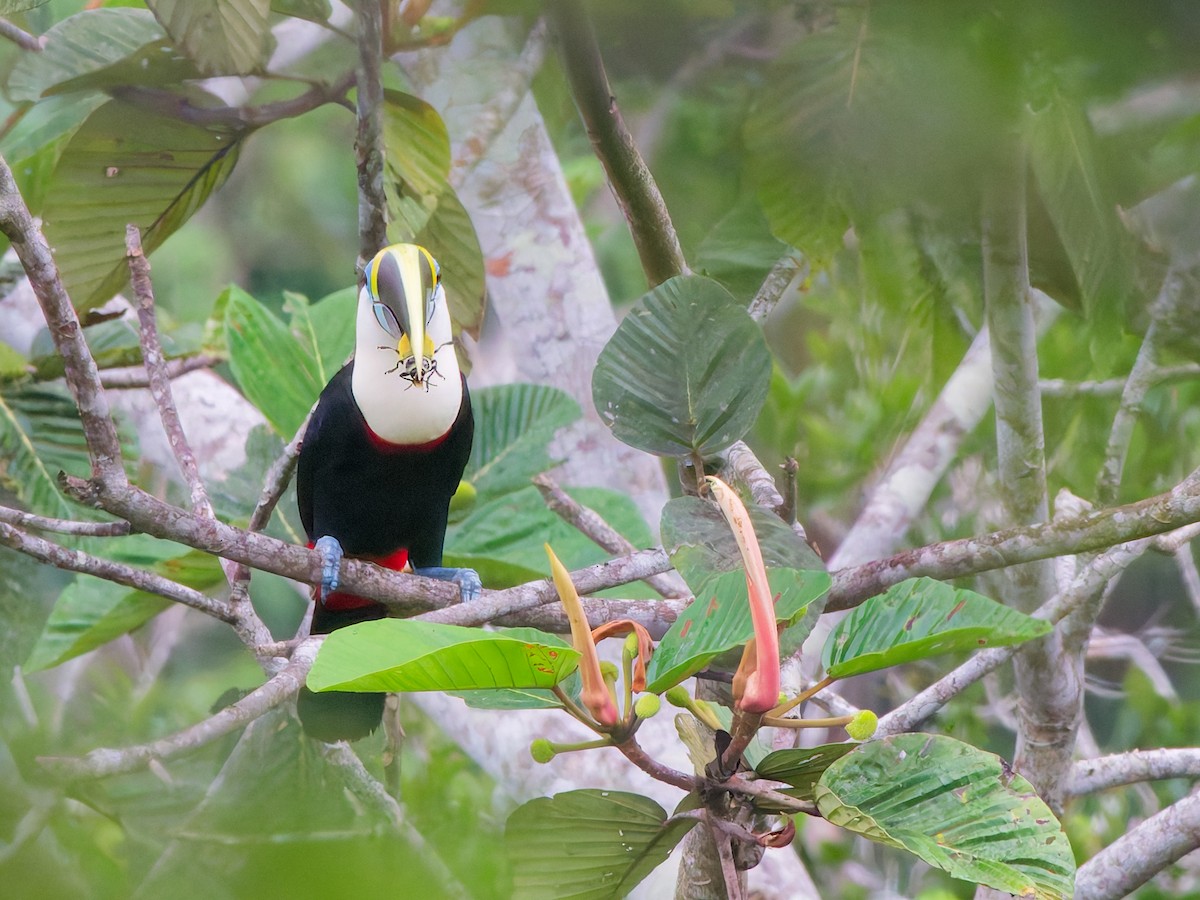 シロムネオオハシ（cuvieri／inca） - ML647115266