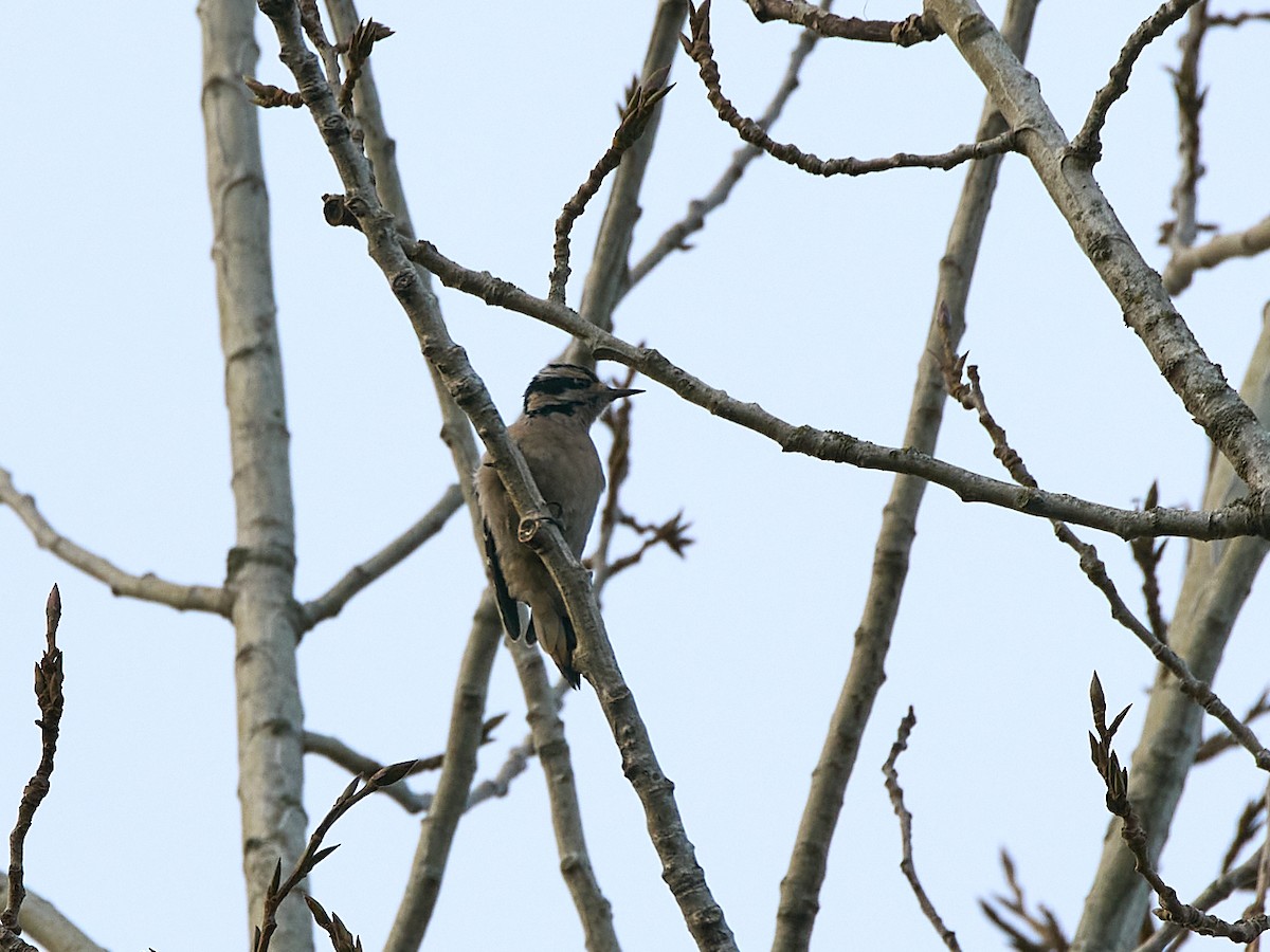 セジロアカゲラ（harrisi グループ） - ML647115267