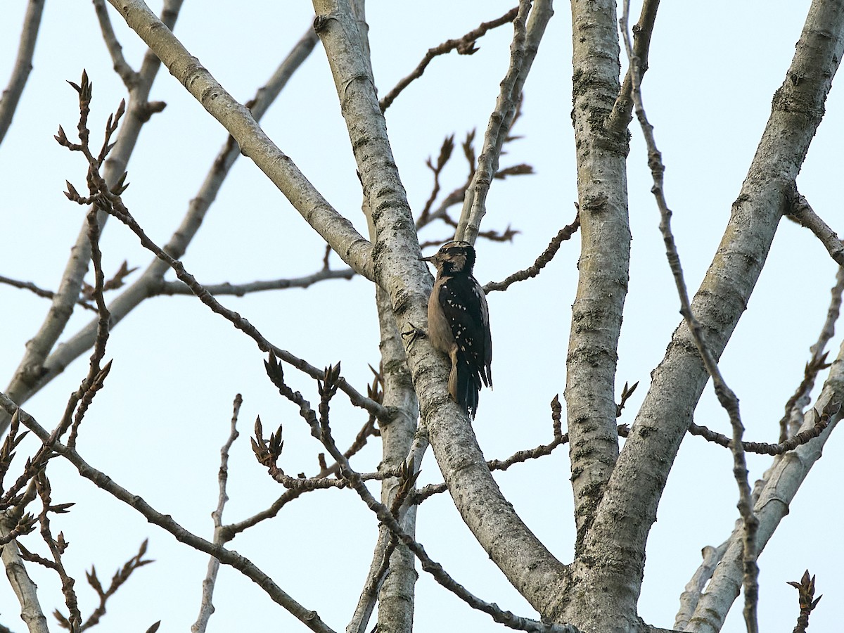 セジロアカゲラ（harrisi グループ） - ML647115268