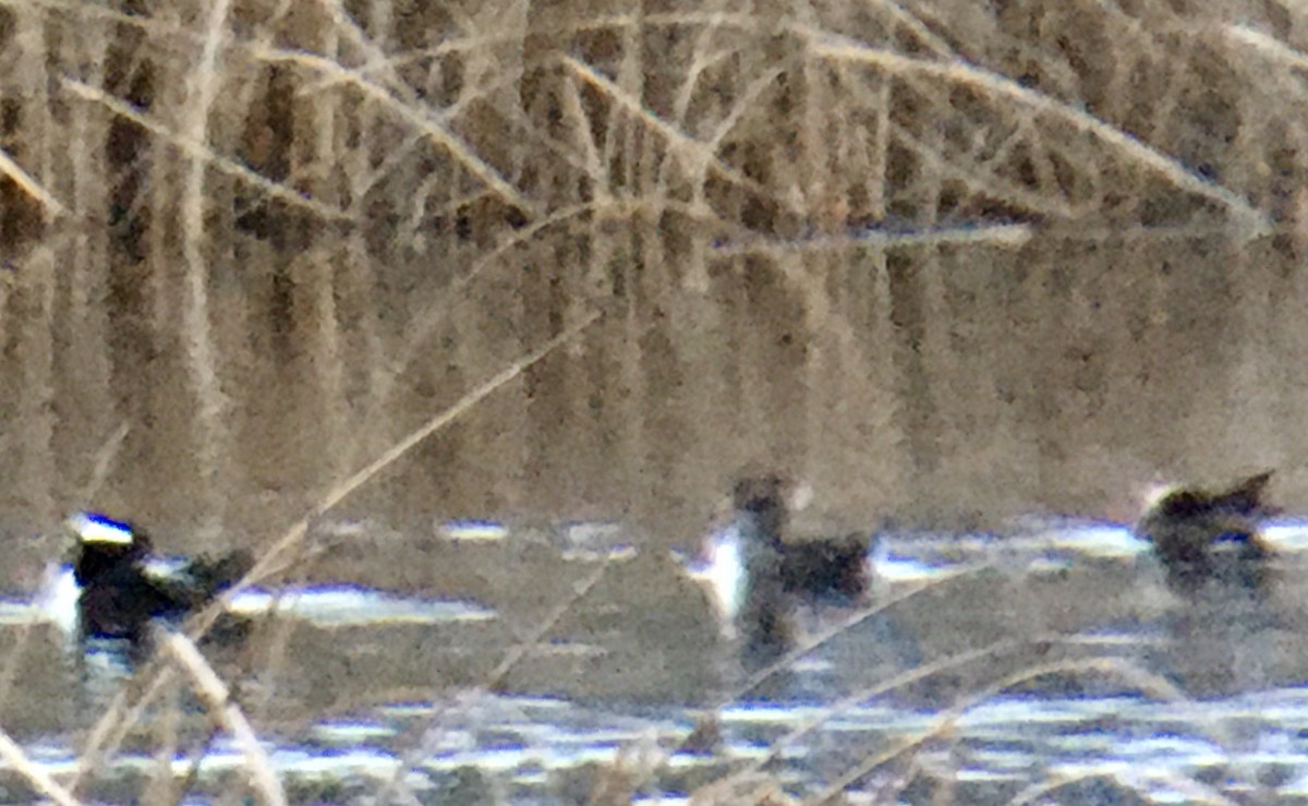 オウギアイサ - ML647115269