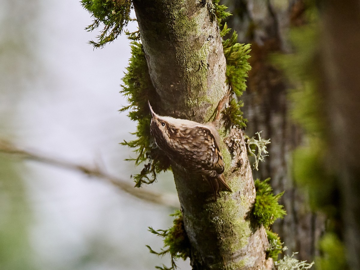 amerikatrekryper - ML647115270