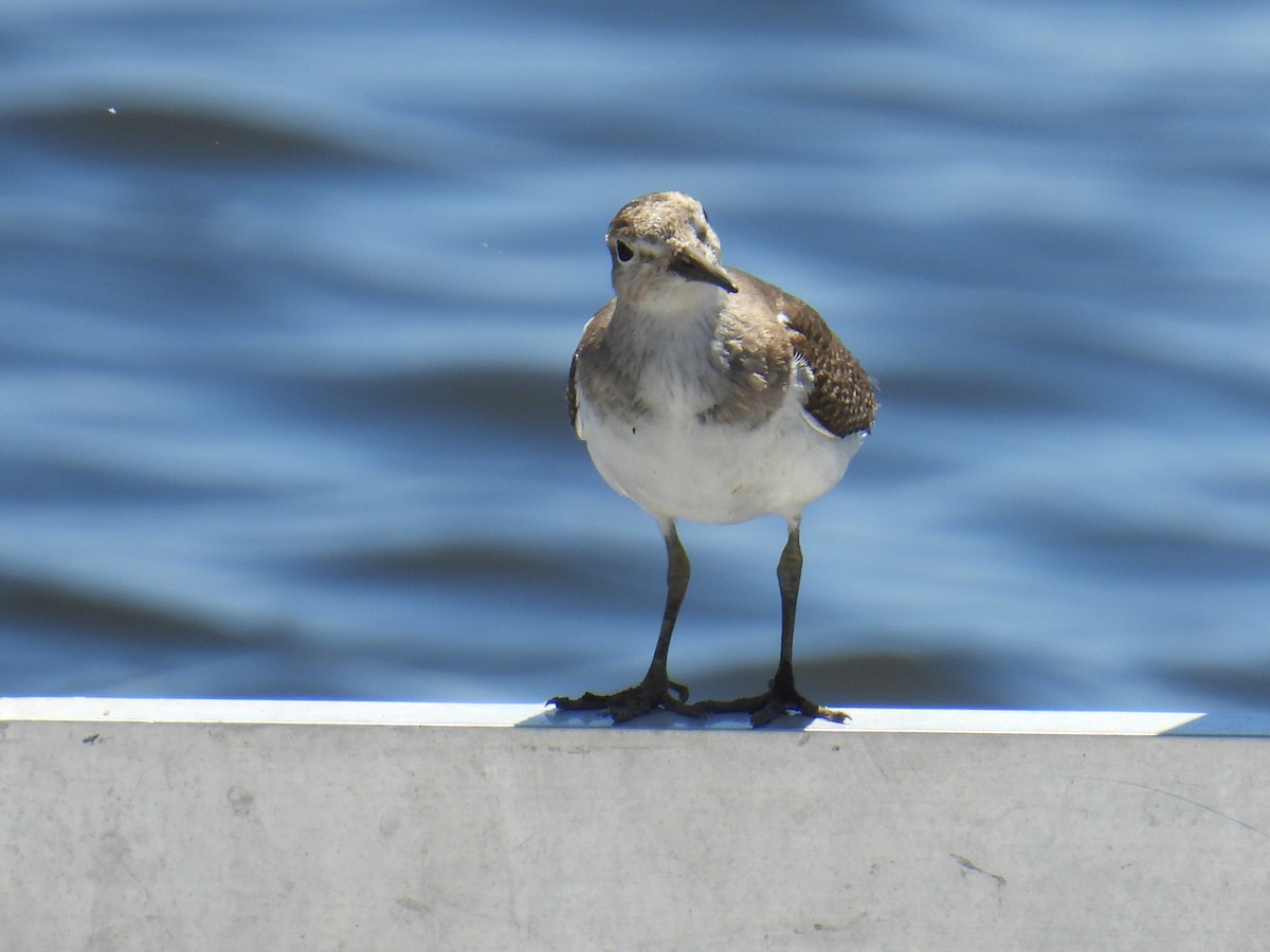 イソシギ - ML647115271