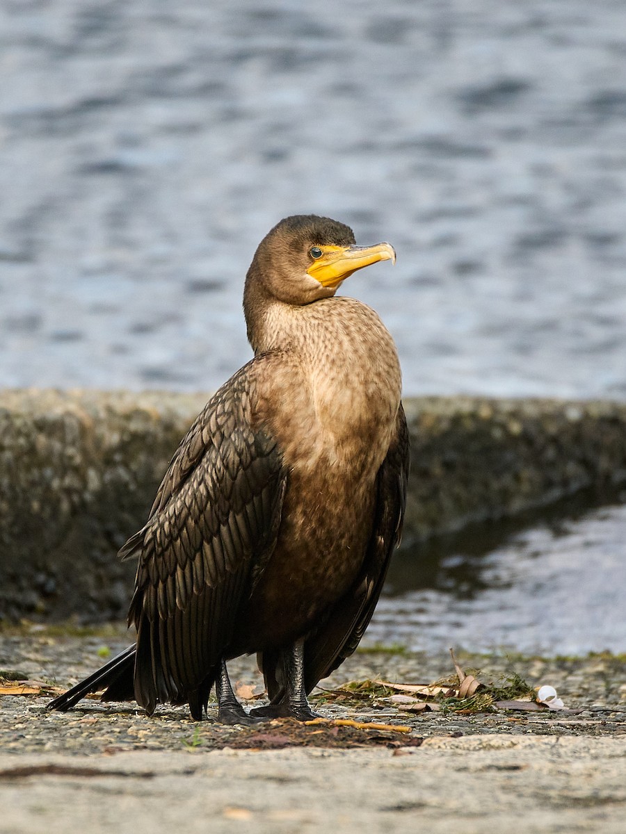 ミミヒメウ - ML647115273