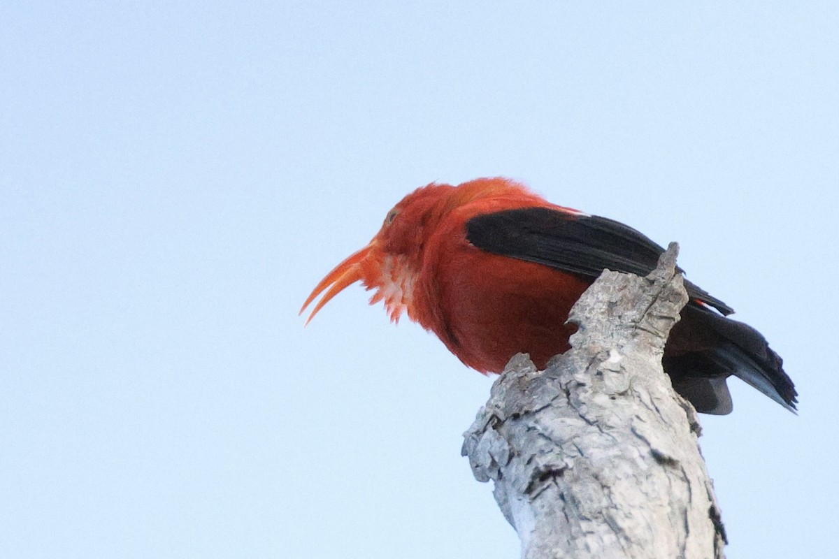 ベニハワイミツスイ - ML647115274