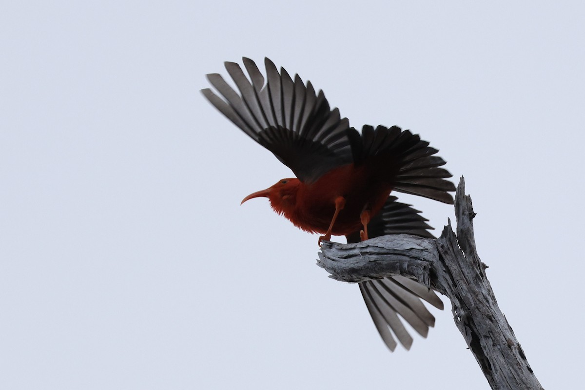 ベニハワイミツスイ - ML647115275