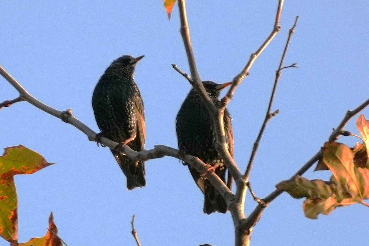 ホシムクドリ - ML647115276