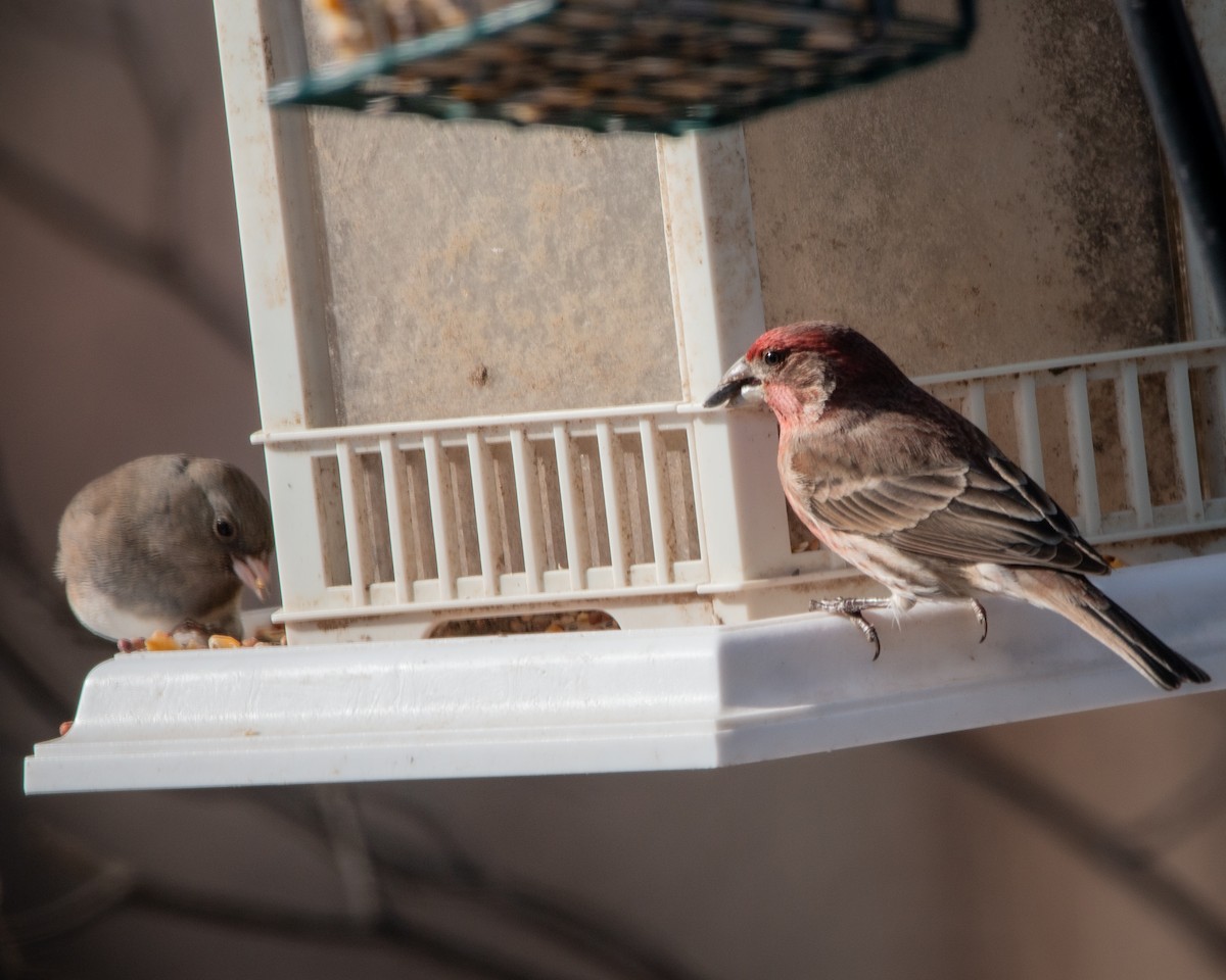 hýl rudoprsý - ML647115277