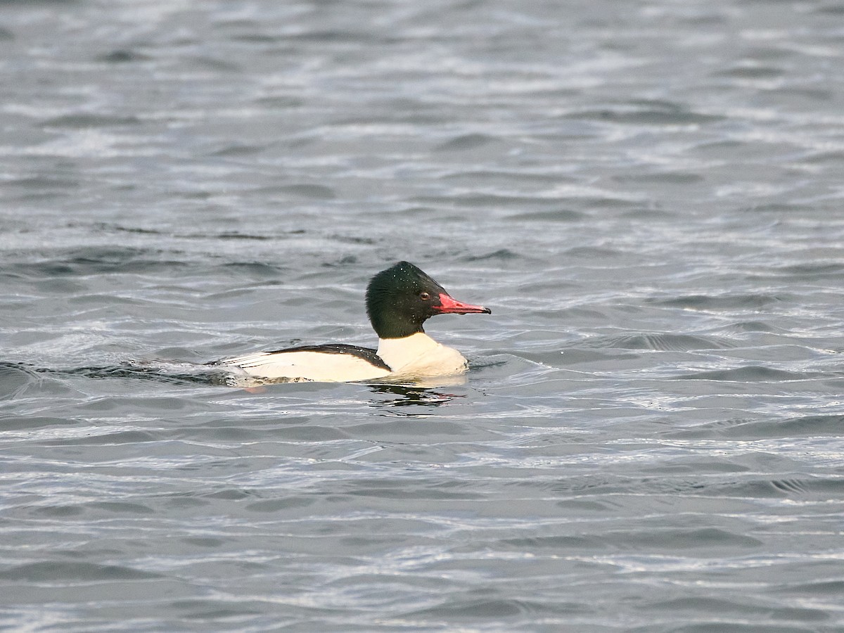 カワアイサ - ML647115278