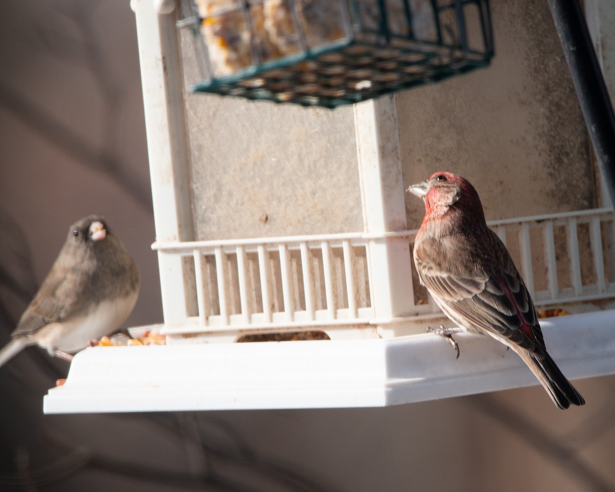 hýl rudoprsý - ML647115283