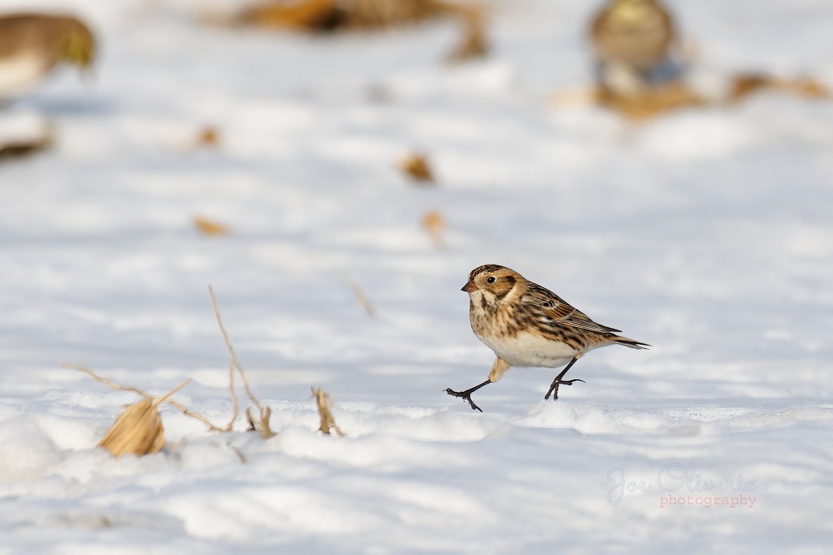 ツメナガホオジロ - ML647115284