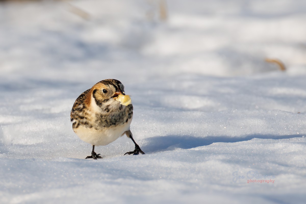 ツメナガホオジロ - ML647115285