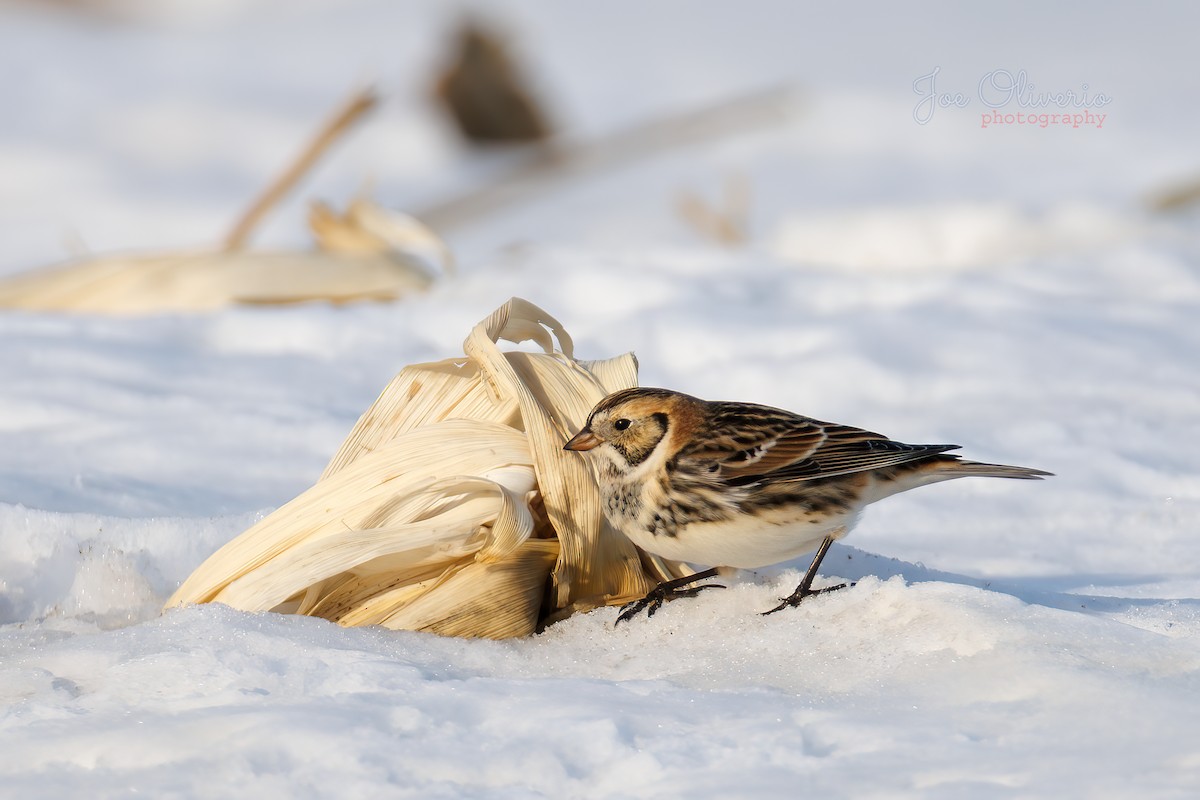 ツメナガホオジロ - ML647115286