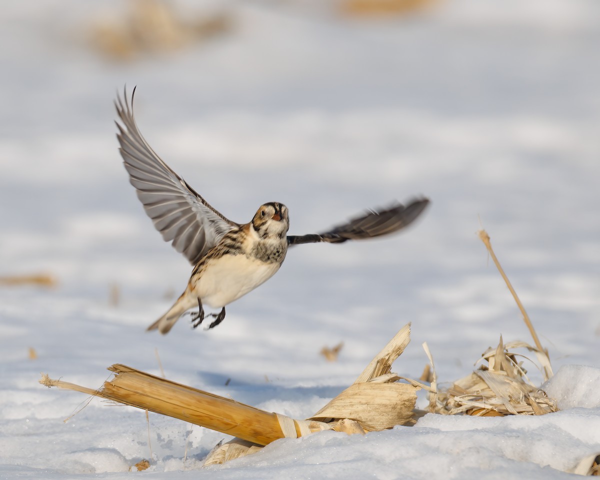 ツメナガホオジロ - ML647115287