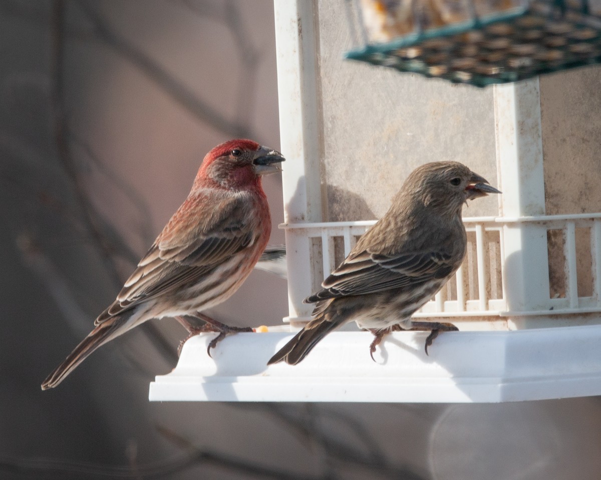 hýl rudoprsý - ML647115294