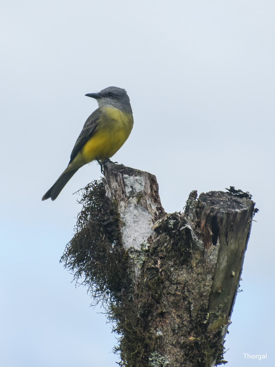 Tropical Kingbird - ML647115296