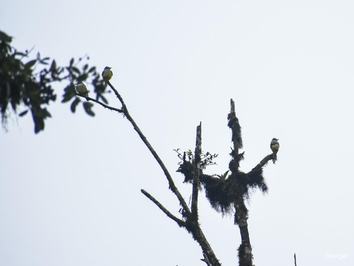 Western Kingbird - ML647115299