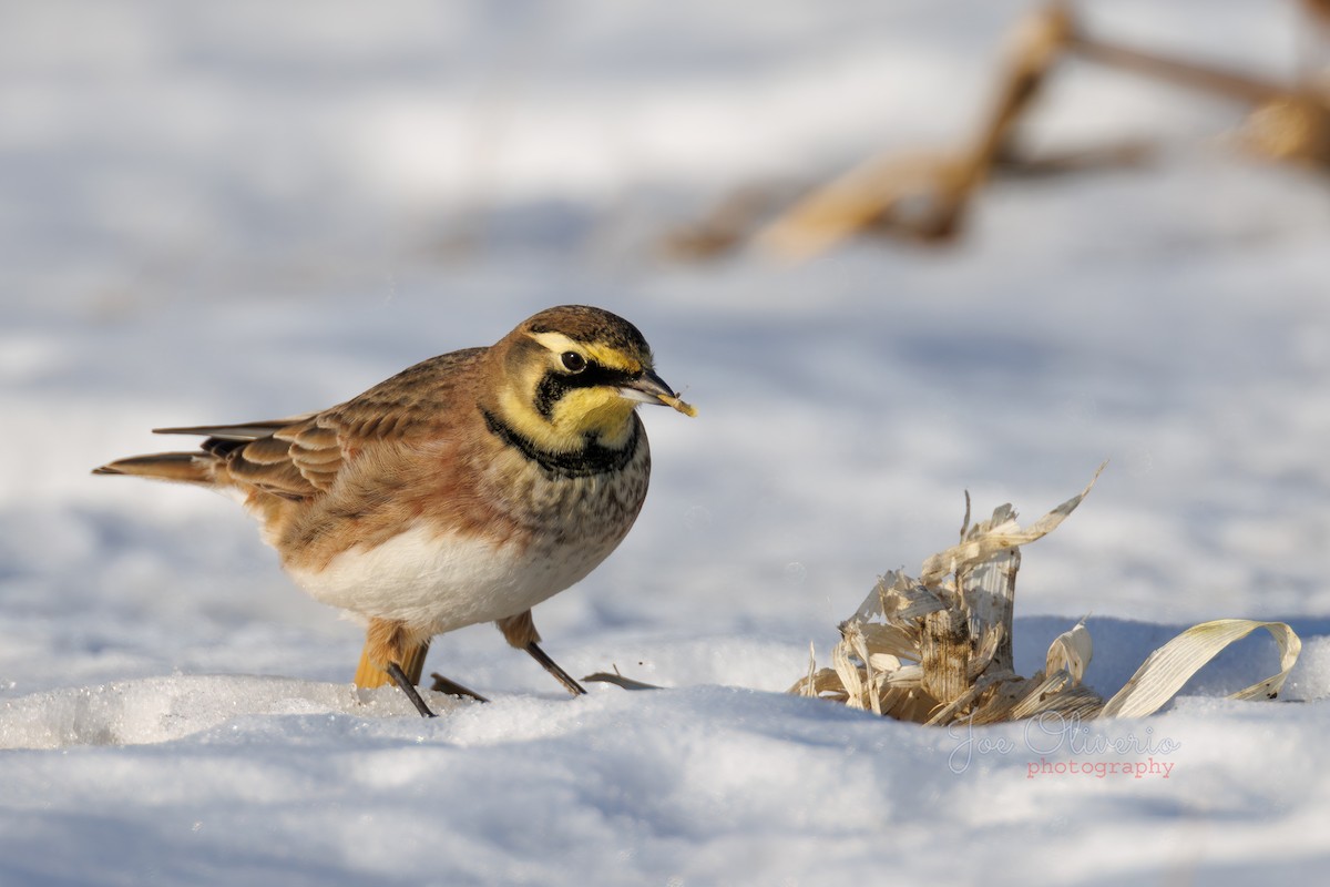 Horned Lark - ML647115300