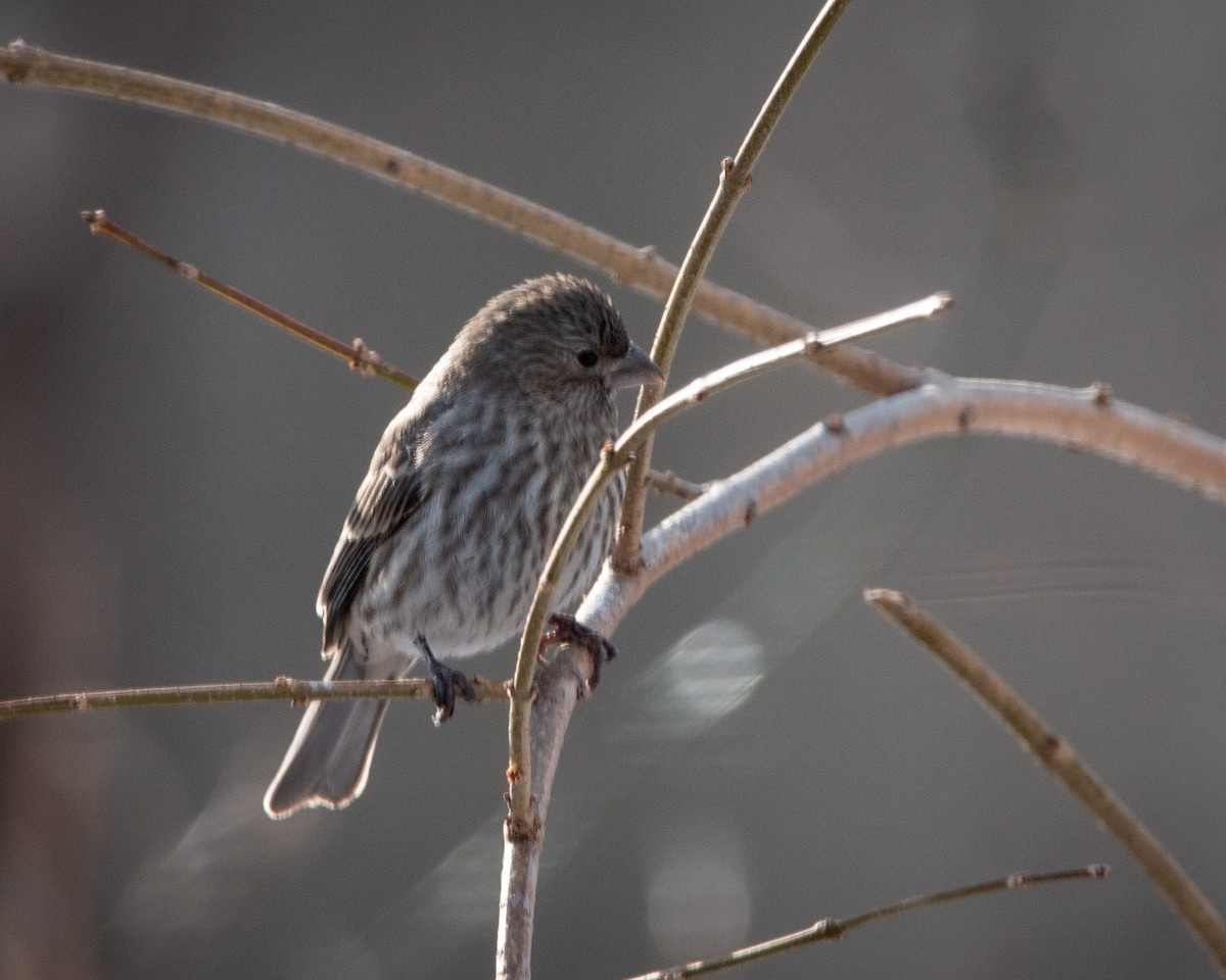 hýl rudoprsý - ML647115301