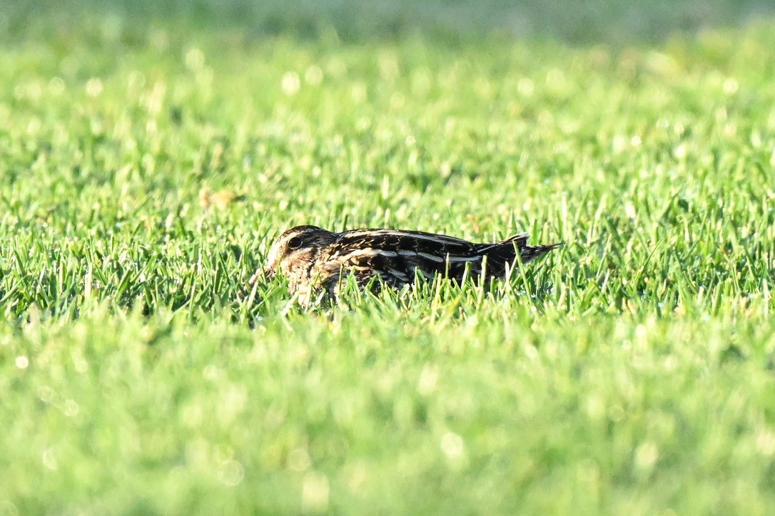 Wilson istingorra - ML647115303