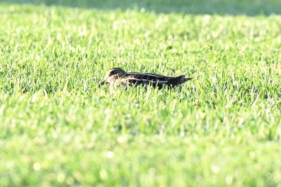 Wilson istingorra - ML647115304