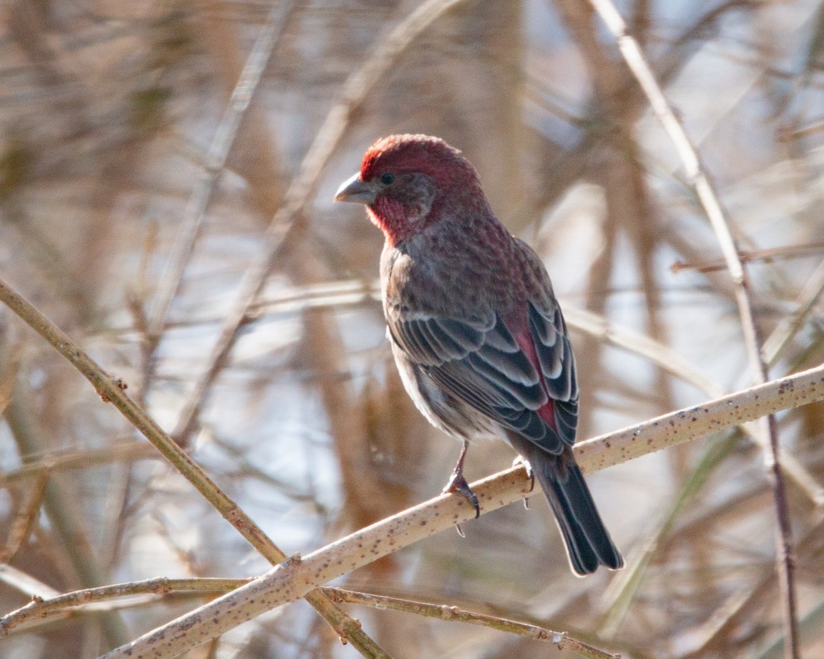 hýl rudoprsý - ML647115305