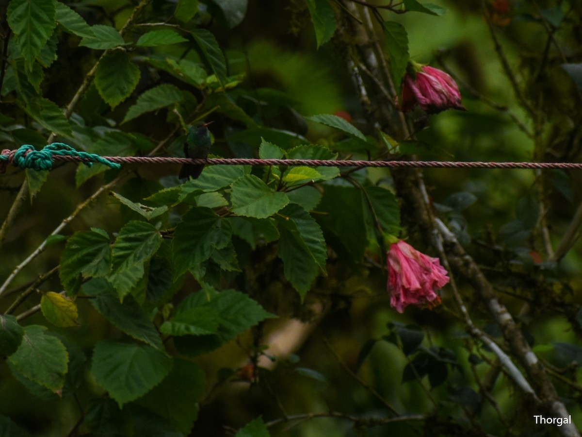 Rufous-tailed Hummingbird - ML647115306