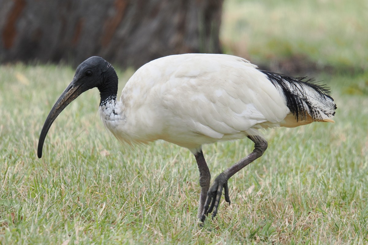 Australian Ibis - ML647115307