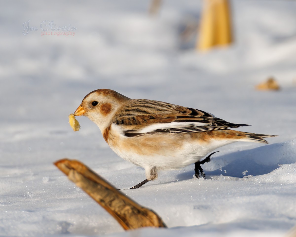 Zigolo delle nevi - ML647115310