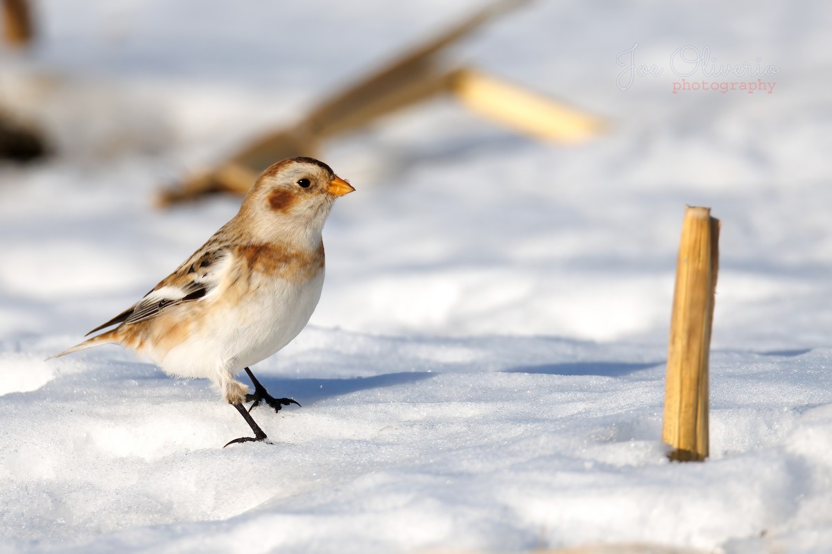 Zigolo delle nevi - ML647115311