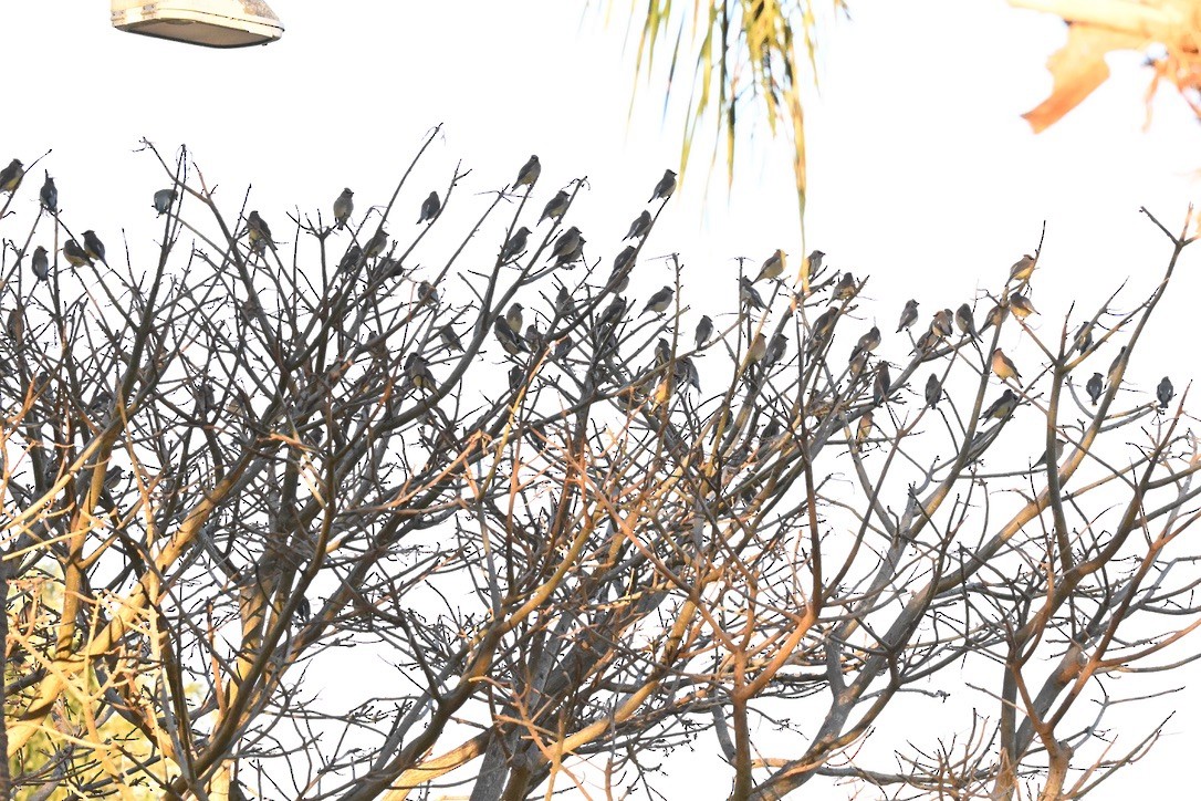 Buztanori amerikarra - ML647115314