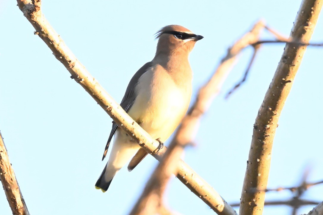 Buztanori amerikarra - ML647115315