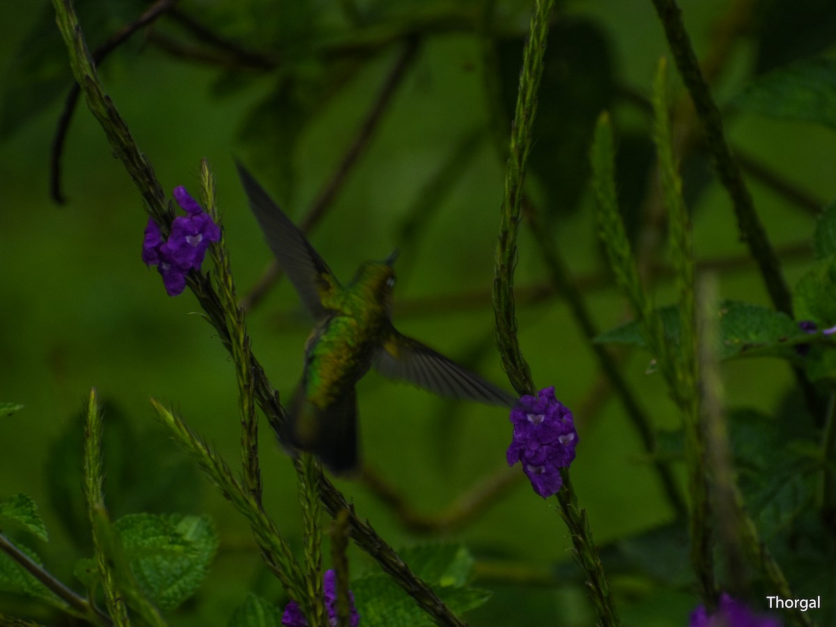 Emerald-chinned Hummingbird - ML647115316