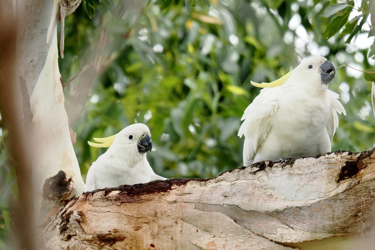 Sulphur-crested Cockatoo - ML647115317