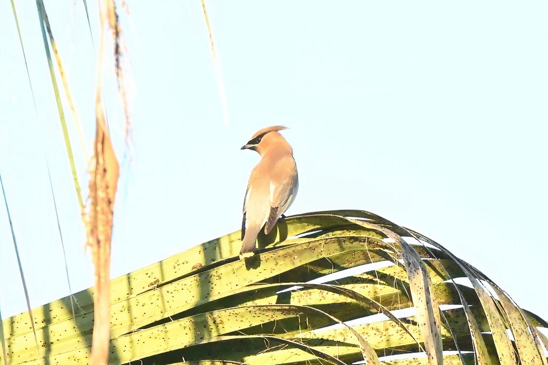 Buztanori amerikarra - ML647115319