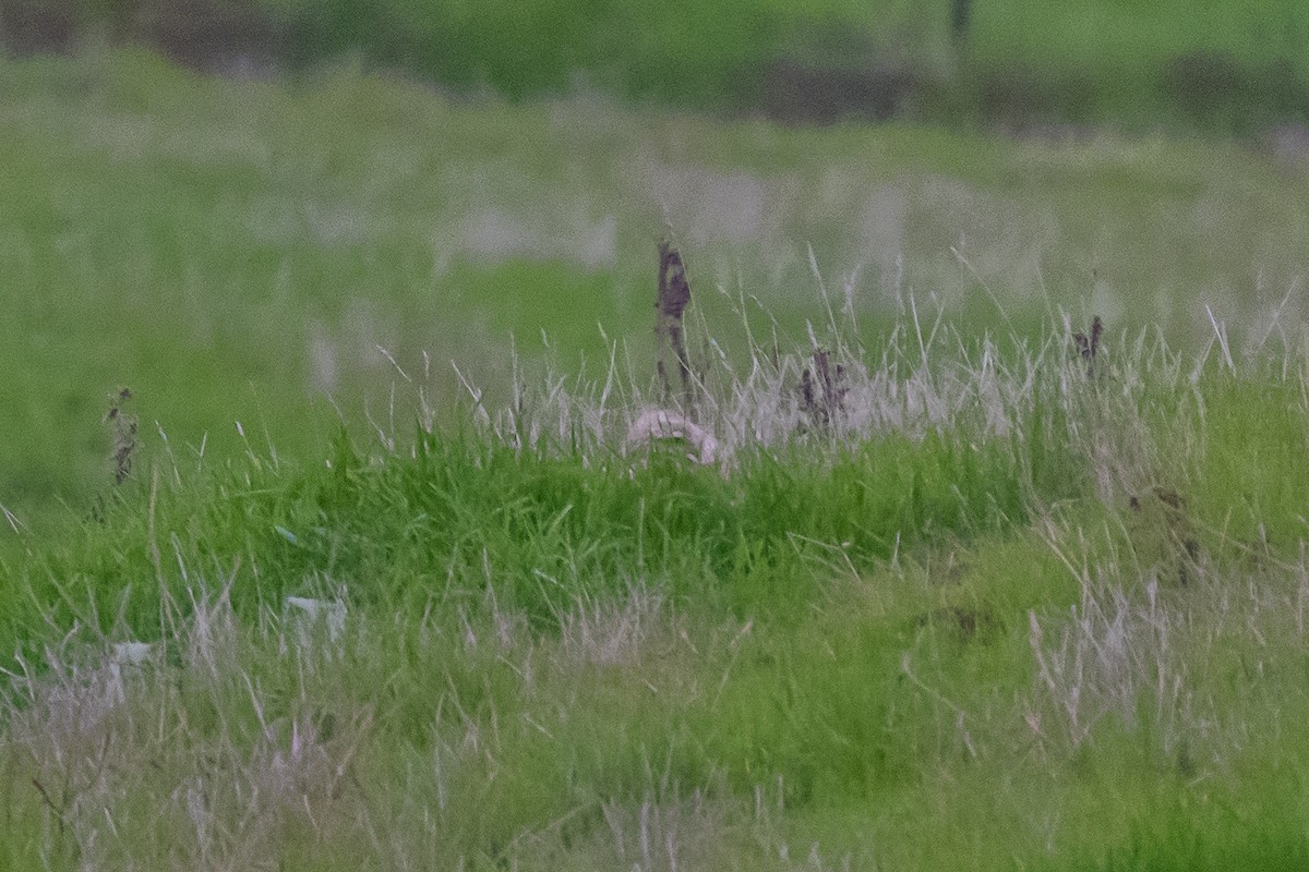 Burrowing Owl - ML647115320