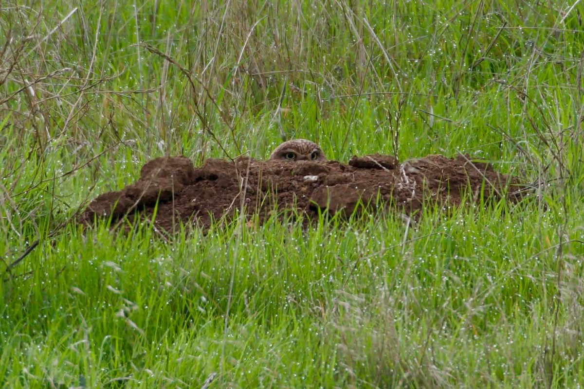 Burrowing Owl - ML647115321
