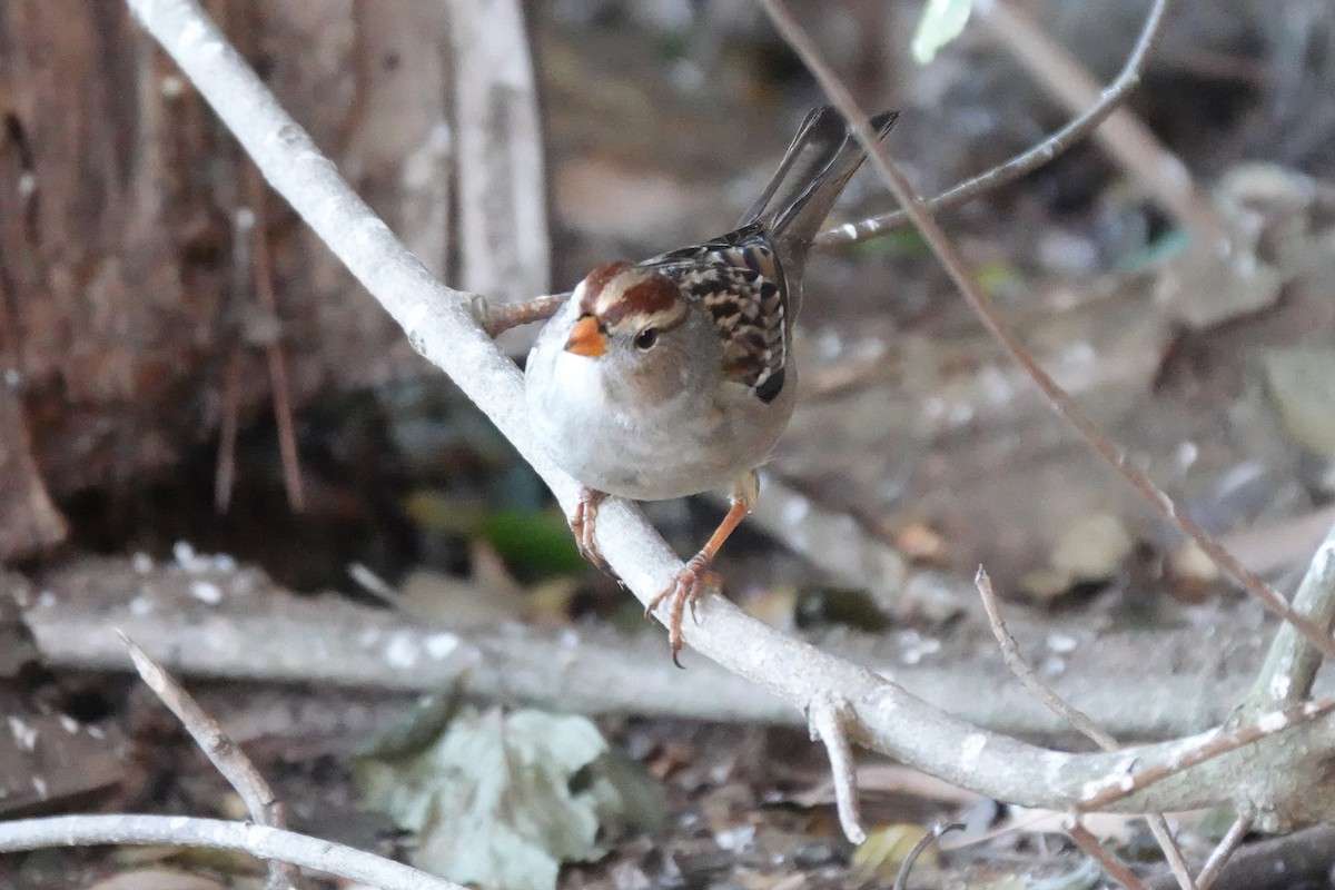 White-crowned Sparrow - ML647115322