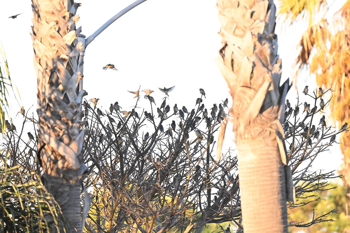 Buztanori amerikarra - ML647115323