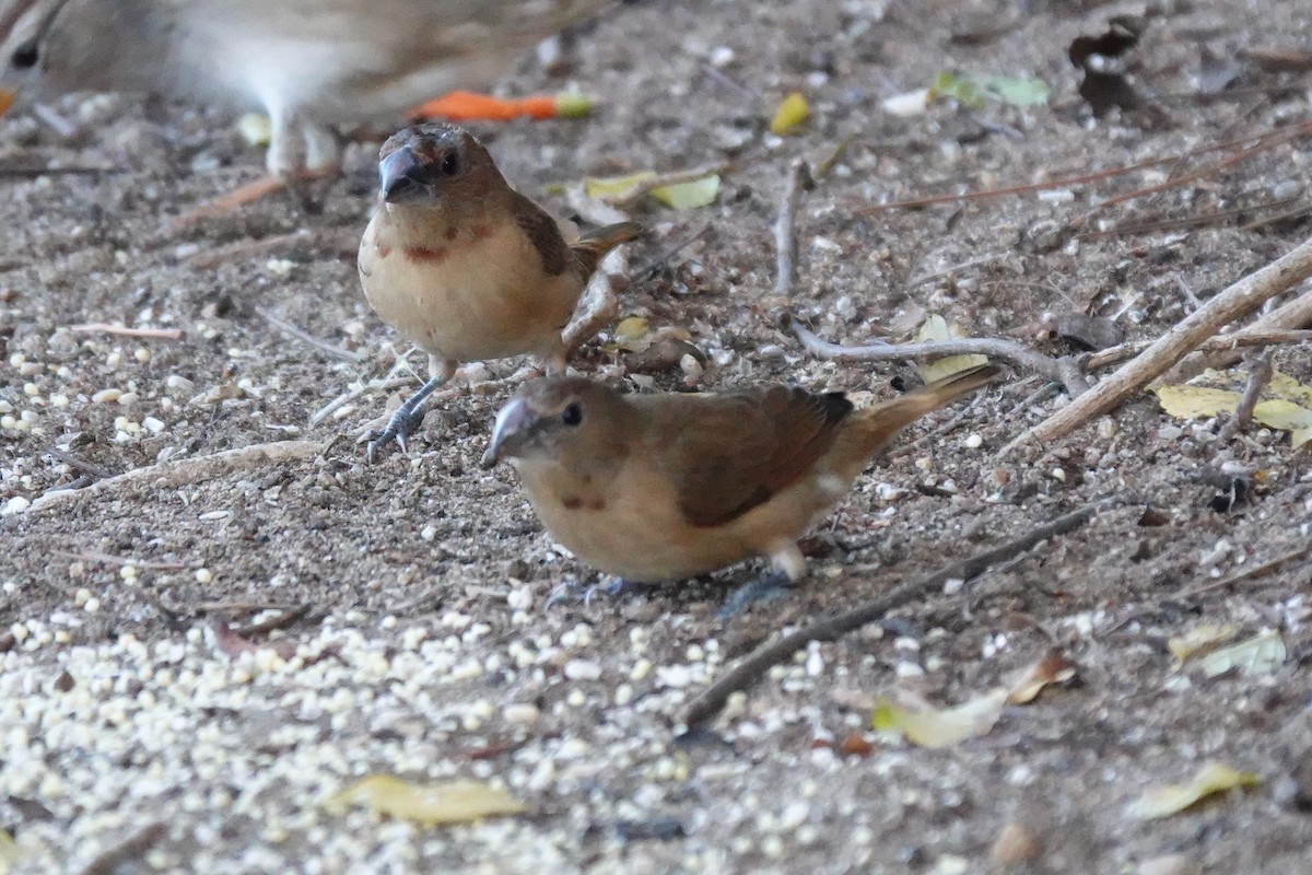 Scaly-breasted Munia - ML647115325
