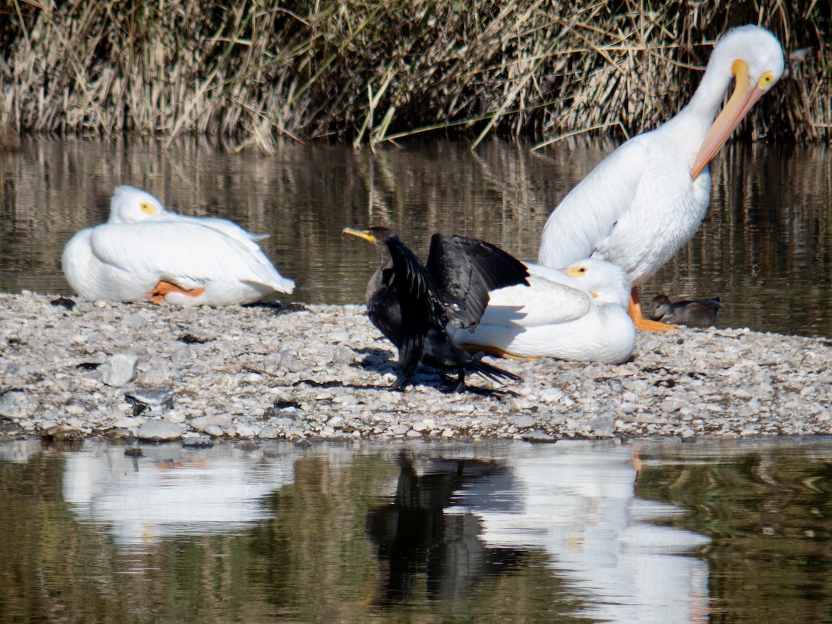 Double-crested Cormorant - ML647115326