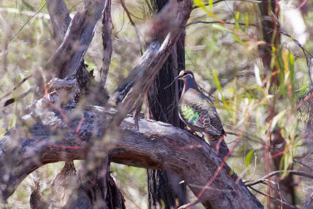 Colombine lumachelle - ML647115327