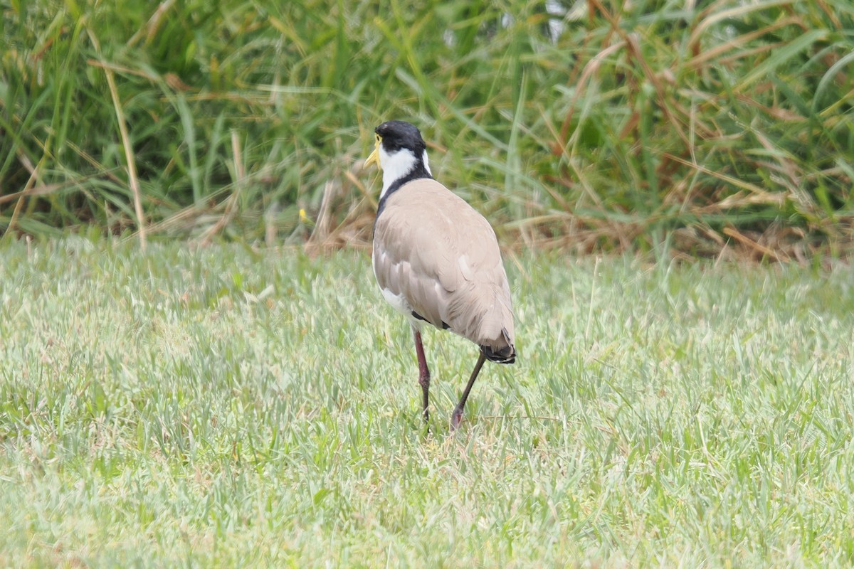 Pavoncella mascherata - ML647115328